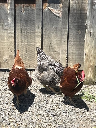 The image depicts three chickens standing on a gravel surface in front of a weathered wooden fence. Two of the chickens are a reddish-brown color, with one facing forward and the other to the side. The third chicken is mottled black and white and is positioned between the other two. The fence is constructed from vertical wooden planks, showing signs of age and exposure to the elements. The lighting suggests a sunny day, casting shadows on the ground. The setting appears to be an outdoor enclosure, possibly a backyard or farm. This scene is located in South Dundas, Canada.