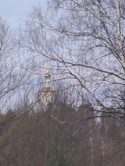 The image displays a distant golden, onion-shaped dome of a church, topped with a finial, situated in Avdot’ino, Russia. The dome is visible through a dense, intricate network of bare, light-barked tree branches, characteristic of deciduous trees such as birch, which occupy the foreground and midground. The sky above is a pale blue, appearing overcast. Below the visible portion of the church and behind the foreground trees, a dark, dense forest line is apparent, with some evergreen conifers visible towards the bottom right. No individuals or specific actions are discernible within the frame.