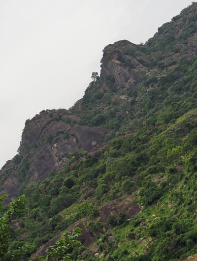 The image depicts a steep, rocky cliff face covered in lush green vegetation. The rock is dark, with visible layers and crevices, some filled with plants. The vegetation appears dense and varied, ranging from moss-like ground cover to small trees. The sky is overcast, providing a soft, diffused light. The perspective is from below, looking upwards at an angle. The location in the city of Kaninkon, Nigeria cannot be verified from the image.