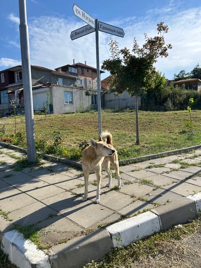 The image shows a tan-colored dog standing on a paved sidewalk in a residential area. The dog is facing to the left of the frame, with its head turned slightly towards the viewer. In the background, there are several houses, some of which appear to be under construction or in disrepair. A street signpost with Bulgarian text is visible, indicating directions to "ул. Изгрев", "ул. Николаи Лъсков", and "Гробнищен парк" (which translates to "Graveyard Park"). The environment is a sunny day with a blue sky and some clouds. The sidewalk is made of concrete slabs with grass growing in the cracks. There is a curb separating the sidewalk from a grassy area with scattered trees and bushes. The overall scene suggests a rural or semi-rural setting within the village of Tankovo, Bulgaria. There are no people visible in the image.