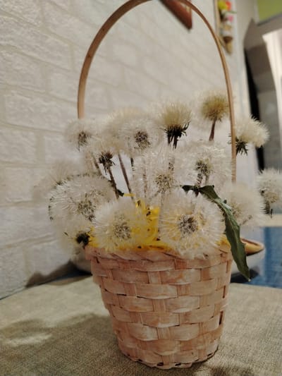 In Засопка, Russia, a close-up, eye-level shot captures a woven wicker basket filled with fluffy dandelion seed heads. The basket, made of light-colored wood strips, is positioned on a textured, muted green surface, possibly a tablecloth or runner. Behind the basket, a white brick-patterned wall serves as the backdrop. The dandelions, predominantly white with hints of yellow at their centers, create a soft, ethereal appearance. A single green leaf emerges from the cluster of dandelions. The lighting is soft, casting subtle shadows on the wall and the surface below. The overall scene evokes a sense of delicate beauty and natural simplicity.