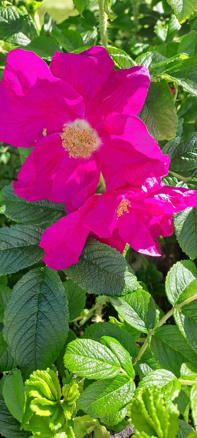 This is a close-up, outdoor photograph of two vibrant pink dog roses in full bloom, set against a backdrop of lush green foliage. The roses are the primary subjects, with their delicate petals and prominent yellow stamens clearly visible. The lighting suggests it is daytime, with sunlight illuminating the flowers and leaves, creating highlights and shadows. The setting appears to be a garden or natural landscape, likely in Castlebar, Ireland, given the context. There are no people or text visible in the image. The overall impression is one of natural beauty and the vibrancy of a summer day. The detailed texture of the rose petals and the individual leaves of the plant are a notable detail.