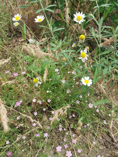 The image shows a close-up view of a patch of wildflowers and grasses in a natural outdoor setting. There are several white daisies with yellow centers scattered throughout the frame, some in full bloom and others more closed or wilting. In addition to the daisies, there are numerous small, pale pink flowers with five petals, which appear to be a type of baby's breath or similar delicate wildflower. Tall, dry grasses with feathery seed heads are interspersed with the flowering plants. The background consists of blurred green foliage and darker earth tones, suggesting a dense ground cover. The lighting appears to be natural daylight, casting soft shadows. There are no people or animals visible in the scene. The overall impression is a somewhat wild and uncultivated floral landscape. Without further context, the specific location within Liubymivka, Ukraine, cannot be determined from the image alone.