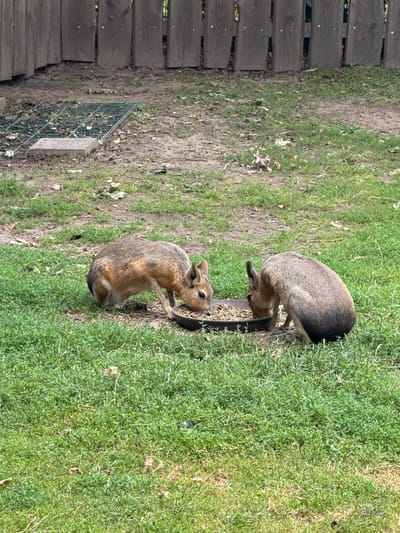 Two Patagonian maras are eating from a shared brown bowl in a grassy enclosure. The enclosure has a wooden fence in the background and a metal grate on the ground in the upper left corner. The maras are light brown with darker backs and have large ears and long hind legs. They are facing each other and bending down to eat from the bowl, which is filled with a brown pellet food. The ground is covered in green grass and patches of dirt and fallen leaves. This scene is located in the Wildpark Schwarze Berge, which is situated in the city of Bassum, Germany.