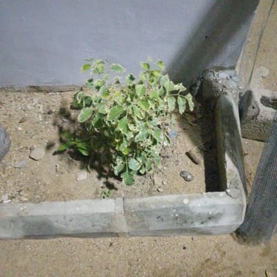 In Shuwa, Nigeria, a small, variegated shrub is planted in a sandy planter box. The planter box is bordered by a concrete curb. A gray wall forms the background, with a shadow cast upon it. The ground is covered in sand and small pebbles. A dark, cylindrical object, possibly a tire, is partially visible on the left side of the image. A gray concrete structure is visible on the right, with a rough, textured surface.