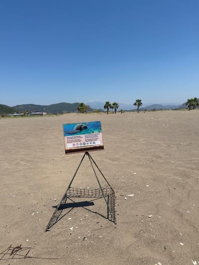 This is a landscape, portrait-oriented photograph taken on a sandy beach. The sky is a clear, bright blue, suggesting a sunny day. In the background, mountains with sparse vegetation are visible, and several palm trees are scattered across the beach. The sand is covered with small shells and pebbles.

In the foreground, a signpost with a wire cage structure is planted in the sand. The sign is rectangular and features an image of a sea turtle on the left side. Text on the sign is presented in multiple languages, including German, English, Turkish, and Russian. The English text reads: "Achtung Schildkrötenejer- Schutzkafig nicht verschieben! Do not move nest cage - It protects sea turtle eggs!". The Turkish text states: "Yuva kafeslerini kaydırmayın. Bunlar yumurta bırakma yerlerini korumaktadırlar!". The Russian text says: "Не передвигайте клетки. Защищающие гнёзда!".

The overall scene suggests a conservation effort to protect sea turtle nesting sites on a beach in Köyceğiz, Turkey. The time of day appears to be daytime, with bright sunlight casting shadows from the signpost and cage. There are no people visible in the image. The setting is natural and appears to be an undisturbed area of the beach.