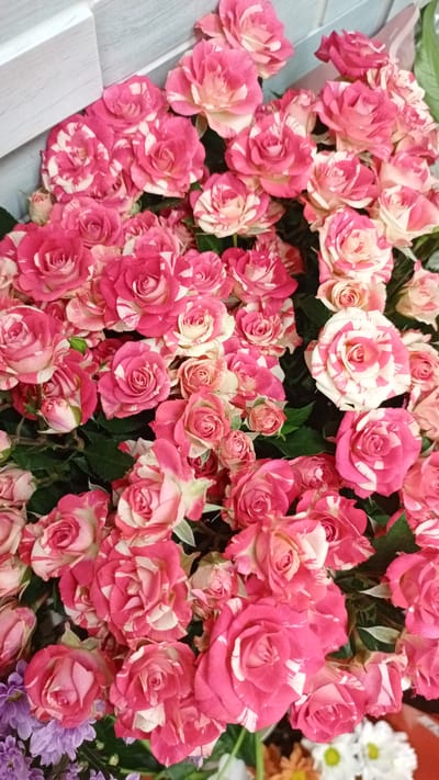 A bouquet of striped roses is displayed in a vase, with some of the flowers showing both pink and white petals. The roses are arranged tightly together, creating a full and lush appearance. In the background, a light blue-gray wall or surface is visible, with a subtle texture suggesting wood paneling or siding. The lighting is soft and even, highlighting the delicate details of the rose petals. The overall impression is one of natural beauty and vibrant color. The image was taken in Gusev, Russia.