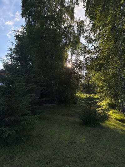 The image depicts a natural outdoor scene featuring a cluster of trees and a grassy area. On the left side of the image, a portion of a wooden structure, possibly a building or shed, is visible. The foreground is dominated by lush green grass. In the mid-ground, several coniferous trees are present, with a larger one prominently positioned on the left and a smaller one in the center. Behind the coniferous trees, deciduous trees, including what appear to be birch trees with their characteristic white bark, fill the background. Sunlight filters through the leaves of the deciduous trees, creating dappled light effects and illuminating parts of the scene. The sky above is partly cloudy with patches of blue visible. The image appears to be taken during daylight hours.