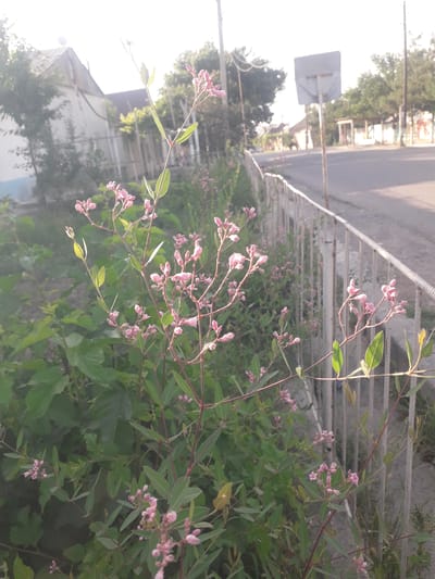 This image captures a vibrant outdoor scene in Khistevarz, Tajikistan, likely during morning or late afternoon given the bright, somewhat washed-out lighting. The photo is taken from a low angle, looking towards a road or path.
In the foreground, a prominent plant with numerous small, delicate pink flowers is in full bloom. The flowers grow in clusters along slender green and reddish-brown stems, and many are brightly backlit by the sun, creating a luminous effect. The plant has elongated green leaves, some of which also show signs of backlighting.
Behind the flowering plant, a simple metal railing or fence extends across the mid-ground, running parallel to the direction of the road. Beyond the fence, a paved road or path is visible, stretching into the distance. The background features blurry green trees, indistinct building structures, and a tall signpost with an unreadable gray sign, seen from its back. The sky is bright and overexposed, indicating a clear, sunny day.
No people or activities are present in the image, and there is no visible text. The scene conveys a peaceful, natural setting along a roadside.