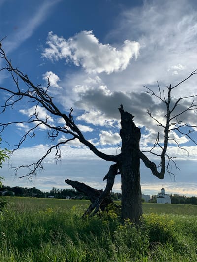 The photograph captures a stark landscape in Кристалл Снт, Russia, dominated by a weathered, skeletal tree in the foreground. The tree, devoid of leaves, stands prominently with its gnarled branches reaching outwards against a dramatic sky filled with swirling clouds and patches of blue. To the right of the dead tree, a smaller, similarly barren tree is visible.

In the mid-ground, a vast, green field stretches out, dotted with yellow wildflowers. A cluster of houses is scattered across the landscape behind the field. Further in the distance, a white, domed church with a cross on top stands as a solitary structure against the horizon. The overall environment suggests a rural setting under a dynamic, cloudy sky. No people or animals are present in the frame.