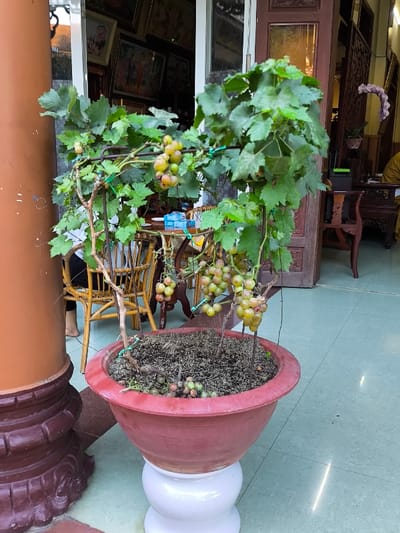 A mature grape vine, cultivated in a red terracotta-style pot situated on a white ceramic stand, is the central subject of this image taken in Thành phố Quảng Ngãi, Vietnam. The vine, supported by a dark metal trellis with green ties, displays numerous green leaves and multiple clusters of ripening grapes, exhibiting light green, yellowish, and reddish-pink coloration. Several detached grapes are scattered on the dark soil within the pot. To the immediate left, a large brown cylindrical pillar with a decorative base is partially visible.
Behind the grape plant, an interior space is visible through an open doorway or large window. Inside, a light brown rattan table holds a small light blue object, possibly a box or pack. A person's bare feet and lower legs, clad in dark trousers, are visible beneath the table, seated on a rattan chair. Additional rattan chairs and dark carved wooden furniture are present within the room. Framed pictures or artwork adorn the interior walls. To the right, a dark wooden door or partition is partially visible, with a small purple orchid plant in the upper right background. Further into the interior, a person wearing a light yellow or beige monastic robe is partially visible, seated at a dark wooden table. The floor in the foreground and visible interior is covered with light-colored square tiles.