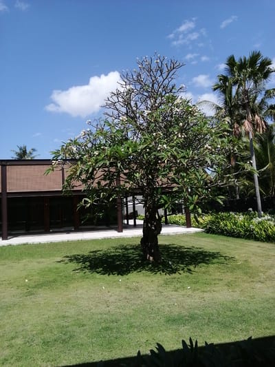 A frangipani tree stands in the foreground of a well-manicured lawn, casting a dappled shadow. Behind the tree, a building with a woven brown facade and dark brown pillars is visible. The building appears to be a restaurant or a pavilion, with a long white walkway in front of it. To the right of the building, a lush garden with white flowers and green foliage thrives. In the background, palm trees sway under a clear blue sky dotted with fluffy white clouds. The image was taken in Banyuwangi, Indonesia, likely at a resort or a similar establishment. The scene is peaceful and serene, bathed in bright sunlight. There are no people or animals visible in the image.