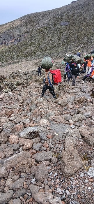 The scene depicts a group of at least seven individuals traversing a steep, rocky ascent on a mountain path towards Gilman's Point, Tanzania. The terrain is characterized by an uneven surface of dark, irregular volcanic rocks and gravel, interspersed with sparse patches of grey-green low-lying vegetation. The sky is overcast and uniformly light grey.
In the foreground, slightly left of center, a male individual walks uphill, wearing a light-colored long-sleeved shirt, dark pants, and dark boots. He carries a large, spherical, olive-green bundle balanced on his head and a prominent rectangular red backpack on his back. Directly behind him and extending to the right, a line of approximately six to nine other individuals is observed, also moving uphill. Several of these individuals are carrying large, irregularly shaped bundles on their heads or shoulders, secured with various wraps, appearing green or grey. Their attire includes multi-colored hiking jackets in shades of purple, orange, and black. The background features a barren mountain slope covered with diffuse, scrub-like vegetation and visible rocky formations.