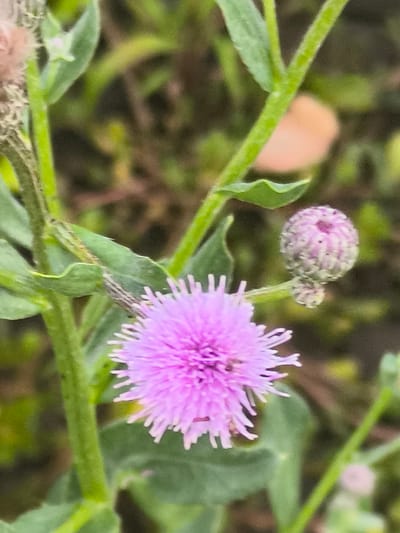 A close-up, vertical shot shows a pink thistle flower in focus, with its spiky petals radiating outward. To the right of the flower, a closed thistle bud, also covered in spiky bracts, sits on a green stem. The background is a blur of green foliage and brown earth, suggesting an outdoor environment. No people or specific locations within Dobrogea Veche, Moldova are discernible from the image.