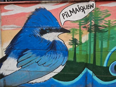 This is a mural on a concrete wall in Osorno, Chile. The mural depicts a blue bird with a white chest and black markings. The bird is facing right and has a white speech bubble above it with the word "Pilmaiquen" written in black. The background includes a pink and white sky, a yellow-toned land mass, and green pine trees. At the bottom of the mural are blue waves.