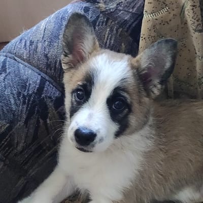 A young corgi puppy with white, tan, and black markings is lying down on a textured, patterned surface. The puppy's ears are perked up, and its dark eyes are looking directly at the camera. The surface appears to be a fabric, possibly a blanket or upholstery, with a mix of blue and brown tones and a woven texture. The puppy's face is the main focus, with its nose and muzzle clearly visible. The background is out of focus, but shows more of the patterned fabric. The scene suggests an indoor setting, likely a home. There are no people visible in the image.