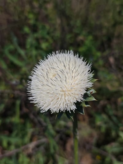 A close-up, eye-level shot captures a white, fluffy thistle flower in bloom. The flower's head is spherical and densely packed with thin, spiky petals. Below the flower head, green, spiny bracts are visible. The stem is thin and green, supporting the bloom. The background is a soft blur of green foliage and brown branches, suggesting an outdoor, natural setting. No people or specific urban structures are visible, therefore the location within Goryachevodsky, Russia cannot be determined from the image.