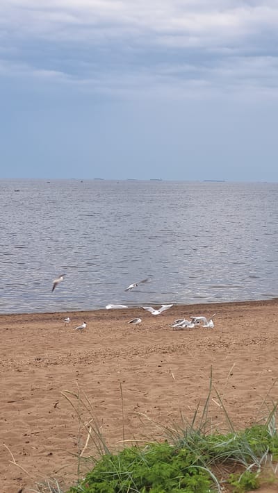 This image shows a beach scene in Ushkovo, Russia, with a wide expanse of the Gulf of Finland under a cloudy sky. The foreground is dominated by a sandy beach scattered with dry reeds and vegetation. Several seagulls are present on the beach; some are standing, while others are in flight. In the middle ground, the water of the gulf is calm with ripples. The horizon line is visible, and in the far distance, several cargo ships are sailing on the sea. The overall lighting suggests an overcast day.