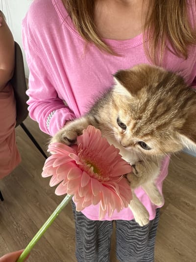 In an indoor setting, a person is holding a light brown kitten near a pink gerbera daisy. The person is wearing a pink long-sleeved shirt with beaded cuffs and gray striped pants. The kitten is looking down at the flower. The background consists of wooden flooring and a dark chair.