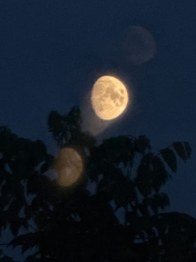 The image captures a nighttime scene in Beryozovsky, Russia. The primary subject is the moon, appearing as a bright, yellowish orb against a deep blue, hazy sky. Multiple apparitions of the moon are visible, suggesting motion blur or the photographic effect of capturing different stages of its movement. To the right, a dark silhouette of tree branches with leaves occupies a significant portion of the frame, partially obscuring the sky and the moon. The foliage suggests a natural outdoor setting, likely a park or a backyard. The overall lighting indicates it's nighttime, possibly twilight or after sunset, with the moon providing the dominant light source. There are no people or visible text in the image. The mood is serene and contemplative, evoking the quiet solitude of a moonlit night.