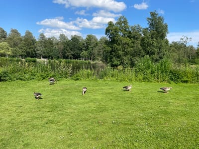 The image depicts a serene outdoor scene in Horsens, Denmark, featuring a body of water bordered by lush trees and vegetation under a bright blue sky with scattered white clouds. In the foreground, a well-maintained green lawn is occupied by five geese. Two geese are located on the left side of the frame, one standing and the other in motion. Further to the right, three more geese are visible, two standing and one in the process of pecking at the grass. The water body appears to be a lake or pond, with a fence and some wooden structures visible along its edge, suggesting a park or natural reserve area within Horsens. The overall impression is one of a tranquil natural environment in an urban setting.