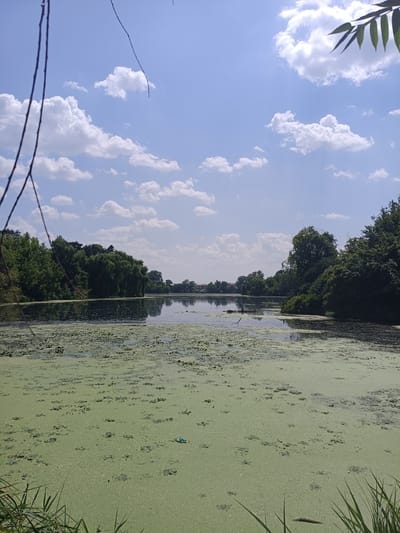 The image depicts a serene natural landscape, likely a park or a body of water adjacent to a built-up area in Mogoșoaia, Romania. The foreground is dominated by a lake covered in a thick layer of bright green algae or duckweed, with some scattered darker patches and a single blue plastic bag visible. Tall, green grass lines the bottom edge of the frame. The middle ground features the lake reflecting the sky and the lush green trees that line its banks. The trees are dense and varied, with some appearing to be weeping willows due to their cascading branches. In the distance, across the lake, are more trees and the rooftops of buildings, suggesting a nearby town or residential area. The sky above is a vibrant blue, dotted with fluffy white cumulus clouds, indicating fair weather. A thin, dark branch hangs down from the top left corner of the image, partially obscuring the sky, and a few green leaves are visible in the top right corner. The overall impression is one of a tranquil, somewhat overgrown natural environment on a sunny day.