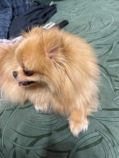 A fluffy, light-colored Pomeranian dog is lying on a green textured surface. The dog is facing to the left of the frame, with its mouth slightly open and its pink tongue visible. Its fur is thick and appears somewhat tousled. In the background, there are out-of-focus dark blue and black fabric items, possibly blankets or clothing. The green surface has a subtle, repeating abstract pattern.