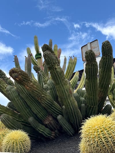 This image depicts a dense botanical arrangement primarily composed of cacti under a bright blue sky with scattered cirrus clouds, located in Playa Blanca, Spain. The foreground features several spherical cacti with dense, yellow-white spines, planted in dark, granular soil or volcanic rock. Dominating the scene are numerous tall, columnar cacti, predominantly dark green with visible ribs and spines, extending upwards. One columnar cactus in the mid-ground has a green material wrapped around its stem. In the upper right background, a rusted, rectangular metal sign or panel is partially visible behind the cacti, with faint horizontal lines, likely wires, also present. No individuals, actions, or specific interactions are observed.