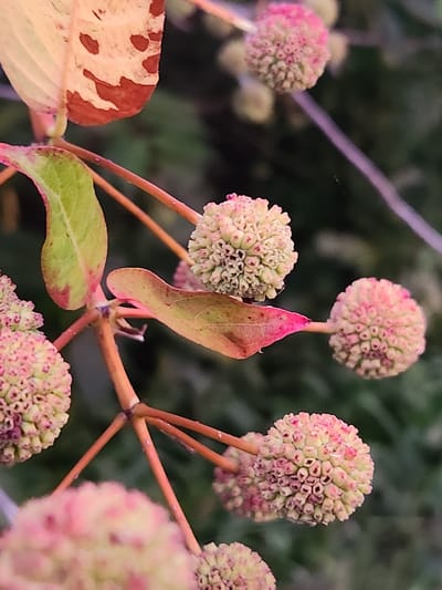 This is a close-up, low-angle, vertical photograph of a branch of a plant with multiple spherical, light pink and cream-colored flower clusters. The flower clusters are composed of many small, individual florets, each with tiny pink tips. The branch is a reddish-brown color and has a few leaves. One large leaf in the upper left corner is a muted yellow with reddish-brown splotches. Another leaf, lower down and to the left, is a vibrant green with reddish edges. The background is dark and out of focus, appearing to be foliage. The scene suggests a natural, outdoor environment, possibly a garden or park, given the appearance of the plant. The location is Winter Park, United States of America.