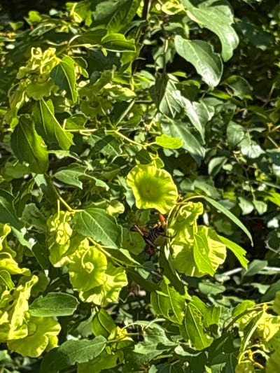 This is a close-up, medium-shot, outdoor, natural light photograph of a wasp on a plant with green leaves and seed pods. The wasp is in the lower left quadrant of the image, facing right. It has black and yellow stripes on its abdomen and appears to be stationary. The plant has large, broad, green leaves and numerous pale green, bell-shaped seed pods that are slightly crumpled and wrinkled. Some of the leaves show signs of insect damage, with small holes. The background is filled with more of the same foliage, creating a dense, green environment. The lighting suggests a sunny day, with highlights and shadows visible on the leaves and seed pods. The scene is set in Braćeni, Montenegro, within a natural outdoor setting.