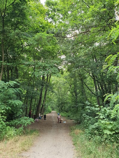 The image depicts a tree-lined path in a wooded area, likely within Falkensee, Germany. A dirt path runs through the center of the frame, flanked by dense green foliage on both sides. In the middle ground, a group of people are gathered on the left side of the path. One individual is standing, wearing a straw hat and a dark red shirt. Several other people are seated on the ground or on low stools, some appearing to be engaged in artistic activities, with sketchpads and easels visible. To the right of the path, further down, another person is seated on a brown chair, facing away from the camera. The overall atmosphere is serene and natural, with the dappled sunlight filtering through the leaves.