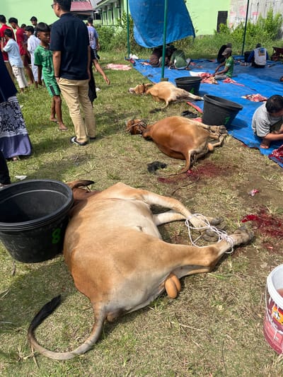 The scene depicts the aftermath of a cattle slaughter, likely related to a religious or cultural event, taking place outdoors, presumably in Paya Geli, Indonesia. Several brown cattle carcasses lie on the grass, some with their legs bound. Blood is visible on the ground and on a blue tarp nearby, where several men are butchering another animal. Plastic buckets are scattered around, likely for collecting meat or offal. Other people, including children, are standing and observing the scene. A building and some vegetation are visible in the background.