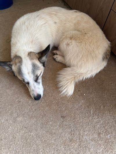 The image shows a dog sleeping on a carpeted floor. The dog is predominantly white with grey and brown markings on its head and ears. Its eyes are closed, and its head is resting on the floor. The tail is curled around its body. The environment appears to be indoors, with a wooden cabinet visible on the right side of the image and a blue bucket in the upper left corner. There is no indication of the city of Давыдовка, Ukraine.