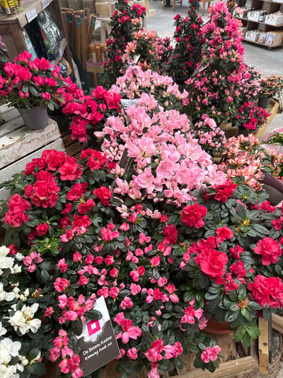 The image captures a dense retail display of flowering Azalea plants inside a garden center in Wyre Forest, United Kingdom. The foreground and midground are dominated by numerous potted Azaleas exhibiting a range of bloom colors from light pink to bright fuchsia and deep red. A cluster of white Azalea flowers is visible in the bottom-left corner. The plants are situated on multi-tiered wooden display structures. A plant label in the lower center identifies one group as "De Betere Azalea & Blooming Fresh Air." In the upper-left background, shelving units contain packaged products, including bags labeled "HOUSEPLANT," and bundles of plant stakes or similar cylindrical items. Taller Azalea plants in various shades of pink and red are arranged further back. The flooring in the background is a light-colored, possibly concrete, surface. No individuals are present within the frame.