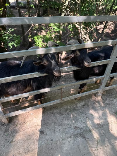Two black goats with horns are visible behind a metal fence. The goat on the left has a longer beard and is looking to the right, while the goat on the right is looking towards the camera. The fence is made of horizontal metal bars. The ground is dirt with some dry grass and scattered leaves. In the background, trees and foliage are visible, suggesting an outdoor setting. The lighting indicates it is daytime, with shadows cast on the ground. The location is identified as Буйніцкі сельскі Савет, Belarus.