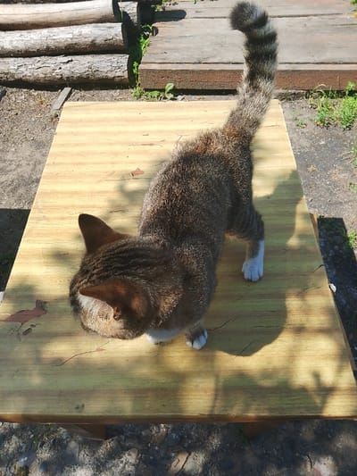 A tabby cat with a bushy tail stands on a light wooden surface. The cat is facing away from the camera, with its head down as if it is looking at something on the surface. The cat has a striped pattern on its fur, with white paws. The wooden surface is worn and has cracks, suggesting it is outdoors. In the background, there are logs and some greenery. The lighting suggests it is a sunny day, with shadows cast on the wooden surface. The location is specified as Изыхские Копи, Russia.