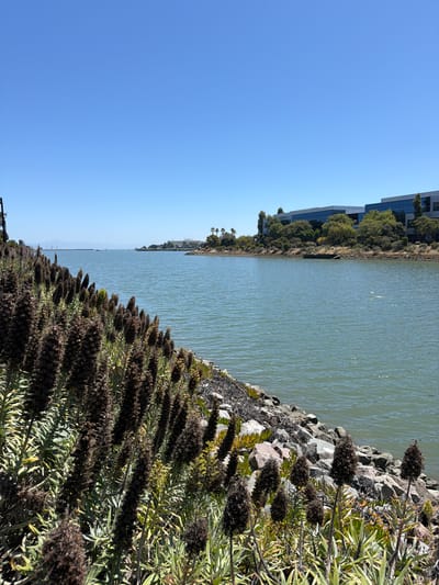 The image depicts a waterscape with a rocky embankment in the foreground, lush vegetation with dark flower spikes, and a calm body of water. In the background, modern buildings and trees line the shore, suggesting an urban or suburban waterfront. The sky is clear and blue, indicating a sunny day, likely during daylight hours. The composition emphasizes the natural elements of the foreground vegetation and the water against the backdrop of developed architecture. The sunlight casts shadows and highlights the textures of the rocks and plants. No people are visible, and the scene appears peaceful and serene. The location context points to South San Francisco, United States, which is consistent with the presence of modern buildings and a waterfront environment.