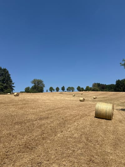 A wide-angle, eye-level shot captures a hayfield in Tandel, Luxembourg on a clear, sunny day. The field is golden brown, dotted with numerous round hay bales of varying sizes. A line of trees, predominantly evergreen with some deciduous varieties, forms a distant treeline against the bright blue sky. In the foreground, a large hay bale is prominently positioned in the lower right corner. The scene is peaceful and rural, typical of agricultural landscapes.