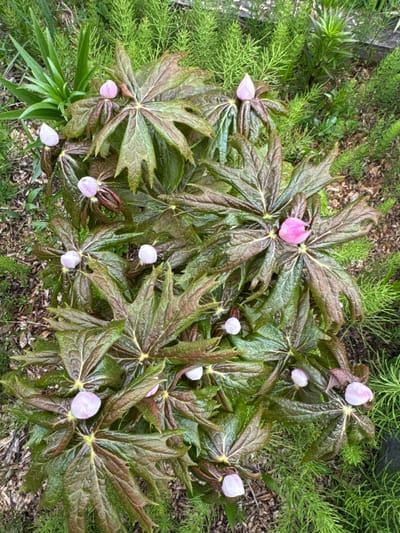 A top-down, full shot displays a cluster of plants with large, dark green, lobed leaves, some of which exhibit reddish-brown tinges. At the center of several of these leaf clusters are pale pink, unopened flower buds. The plants are situated outdoors on the ground, which is covered in mulch and surrounded by a dense growth of fine, green foliage, possibly horsetail or a similar plant. The scene is overcast or shaded, with no direct sunlight visible. The image appears to be a close-up of a garden bed in a natural or landscaped outdoor setting. There are no people or animals present, and no discernible human-made structures or objects, apart from the possible garden mulch. The location is identified as the city of Nagornyi, Russia.