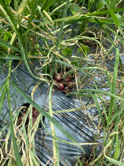In a field in Babussalam, Indonesia, several red onions are growing through holes in black plastic mulch. Green grass and dried grass surround the onions. The mulch is laid out in rows, and the onions are clustered in small groups. The scene appears to be a close-up shot, with the focus on the onions and the surrounding vegetation. The lighting is natural, suggesting it was taken outdoors during the day. There are no people or animals visible in the image. The overall impression is of a cultivated agricultural setting.