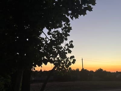 This is a photograph of a tree silhouetted against a sunset sky in North Highlands, California. The sky transitions from a light purple at the top to a bright orange near the horizon. A large tree with dark leaves dominates the left side of the frame, with its branches extending into the sky. In the distance, silhouetted trees and houses are visible, with utility poles and power lines crossing the horizon. The foreground shows a dark, grassy area. The overall scene captures the peaceful ambiance of a sunset.