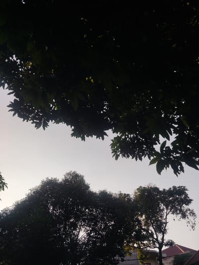 The image is a low-angle shot of silhouetted trees against a pale sky in Sidokepung, Indonesia. The top portion of the frame is dominated by dark green foliage from tree branches hanging down, with some lighter areas suggesting the sky peeking through. Below the canopy, several large trees are visible, their dense leaves creating a dark, almost opaque mass. In the lower right corner, the red-tiled roofs of houses are partially visible, indicating a residential area. The lighting suggests it is either early morning or late afternoon, with the sun likely behind the trees, creating the silhouettes. No people or specific actions are depicted. The environment appears to be a mix of natural foliage and man-made structures.