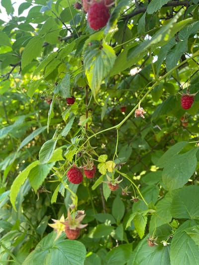 A close-up, high-angle shot captures a raspberry bush laden with ripe fruit and green leaves, set against a blurred background of more foliage and a hint of chain-link fencing. Several bright red raspberries are visible, some hanging individually and others in small clusters. The leaves are lush and vibrant green, with sunlight filtering through, creating highlights and shadows. The image appears to be taken outdoors in a natural setting, possibly a garden or a wild area, in the village of Barsuki, Russia. There are no people or animals present in the frame. The overall impression is one of abundance and summer harvest.