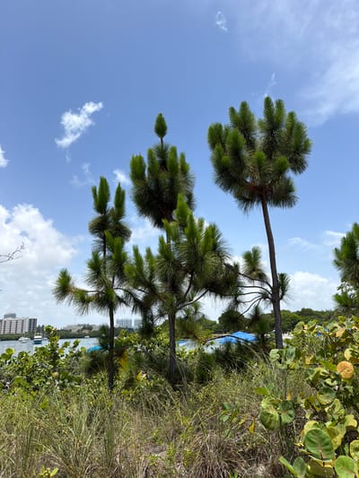 This is a vertical, eye-level, outdoor shot of a coastal landscape in North Miami, Florida. Three pine trees with long, green needles dominate the foreground, extending towards the blue sky filled with wispy white clouds. The trees are positioned on a sandy dune covered in dry grass and green foliage.
In the background, a body of water, likely the Intracoastal Waterway or Biscayne Bay, is visible. Several boats, including sailboats, are anchored on the water. Across the water, a city skyline with several multi-story buildings is apparent, suggesting an urban area adjacent to this natural setting. The overall impression is one of a sunny day, perhaps late morning or early afternoon, with good weather. The scene evokes a sense of tranquility and natural beauty mixed with the presence of a nearby city. No people are visible in the image. There is no visible text.