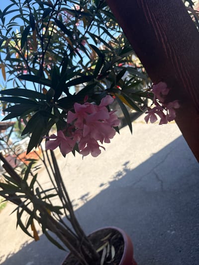 The image depicts a close-up view of pink oleander flowers and dark green foliage, backlit by sunlight. A thick, rough-textured wooden post is visible on the right side of the frame, casting a shadow. The background shows a paved surface with cracks and a shadow pattern, suggesting an outdoor setting in Gorno Aleksandrovo, Bulgaria. The lower portion of the image includes the rim of a reddish-brown pot containing soil and some dry leaves, indicating the plant is potted. The overall scene is naturalistic and appears to be a snapshot of a plant outdoors. There are no people or animals visible.