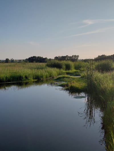 A tranquil wetland scene unfolds under a clear, pale blue sky with wispy clouds. The foreground is dominated by a still, dark body of water reflecting the surrounding lush greenery and the sky. Tall, vibrant green grasses and reeds line the banks, creating a dense natural border. In the middle ground, the wetland transitions into patches of water interspersed with more dense vegetation and some exposed, muddy areas. The background features a line of trees forming a natural horizon, beyond which gentle rolling hills are visible under the soft light. The scene is characteristic of a natural wetland environment, possibly in or around Vozdvizhenka, Russia, during a calm period, likely late afternoon or early morning given the lighting. There are no people or animals visible in the image.