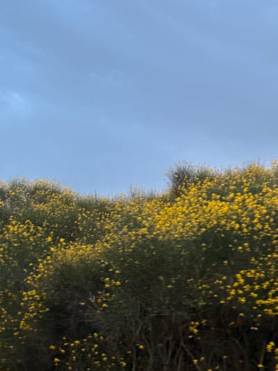The image depicts a landscape scene with a clear blue sky above a densely vegetated hillside covered in small yellow flowers. The vegetation appears to be shrubbery or bushes. The lighting suggests it is daytime, possibly late afternoon or early morning given the soft light. There are no people or man-made structures visible in the frame. The location is identified as being in the city of Troyanovo, Bulgaria. The image is a static, landscape photograph.