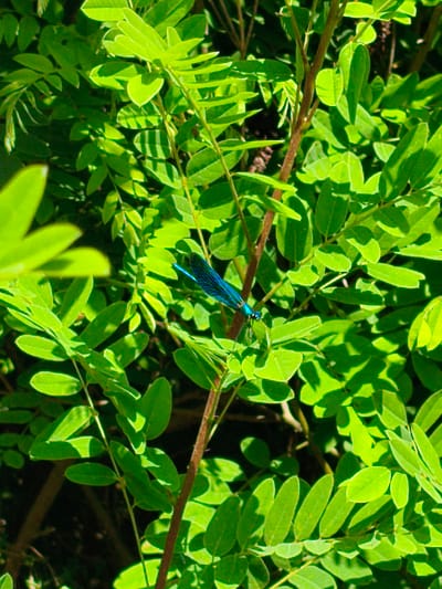 A close-up, vertical shot captures a vibrant, teal-colored damselfly perched on a thin, brown stem amidst lush, green foliage. The damselfly is positioned in the center-right of the frame, its delicate wings fanned out. Sunlight filters through the leaves, creating dappled shadows and highlighting the bright green of the vegetation. The background is a blur of darker greens and browns, suggesting a natural, outdoor setting. The image appears to be taken in Krushare, Bulgaria, on a sunny day.