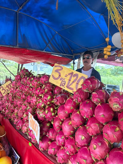 In Rai Mai, Thailand, a vendor stands behind a stall overflowing with bright pink dragon fruit. A blue tarp stretches overhead, providing shade, while a red cloth drapes the front of the stall. Two yellow signs with handwritten prices are propped up amongst the fruit, one displaying "3-100" and another with "3 120". The vendor, wearing a black baseball cap and sunglasses, gazes forward. The background reveals lush green foliage, suggesting an outdoor market setting. A bunch of yellow, date-like fruits hangs from the tarp, adding to the vibrant display. The dragon fruit are the primary focus, their unique texture and color filling the foreground.