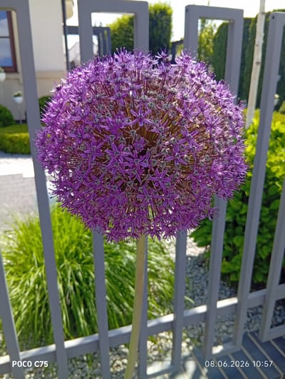 A close-up shot showcases a vibrant purple Allium flower, a member of the onion family, blooming in a garden setting. The flower head, spherical in shape, is composed of numerous star-shaped florets, each with delicate purple petals and prominent stamens. The stem is visible, supporting the dense bloom. Behind the flower, a grey metal fence with vertical bars forms a barrier. Beyond the fence, lush green foliage and neatly manicured bushes suggest a well-maintained garden. In the background, parts of a modern house with a window are visible, along with scattered white stones on the ground. The lighting indicates a sunny day. The image also contains text overlays: "POCO C75" in the bottom left corner and "08.06.2026 10:57" in the bottom right corner, indicating the device used and the date and time the photo was taken. The scene is located in Kiełczów, Poland.